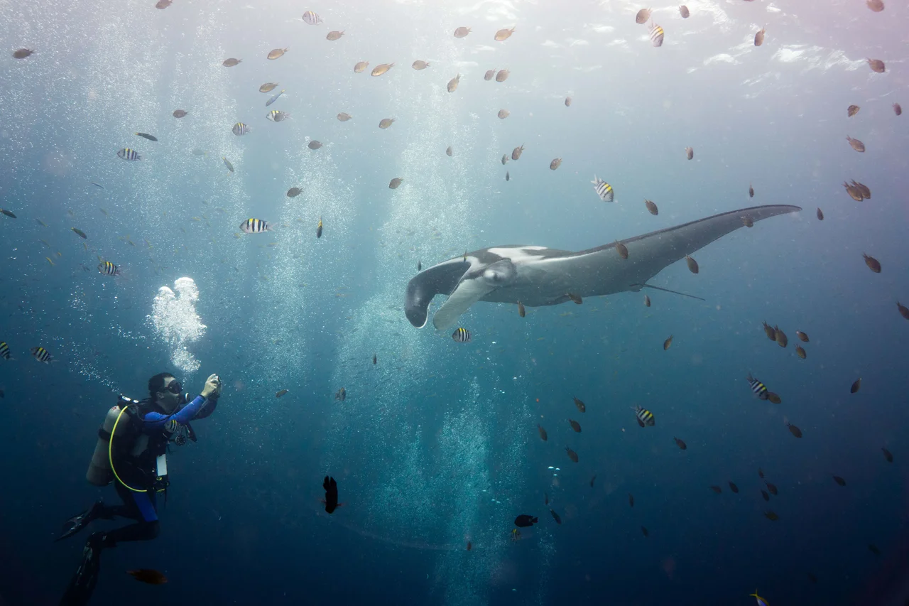 Giant oceanic manta ray gliding through crystal clear waters