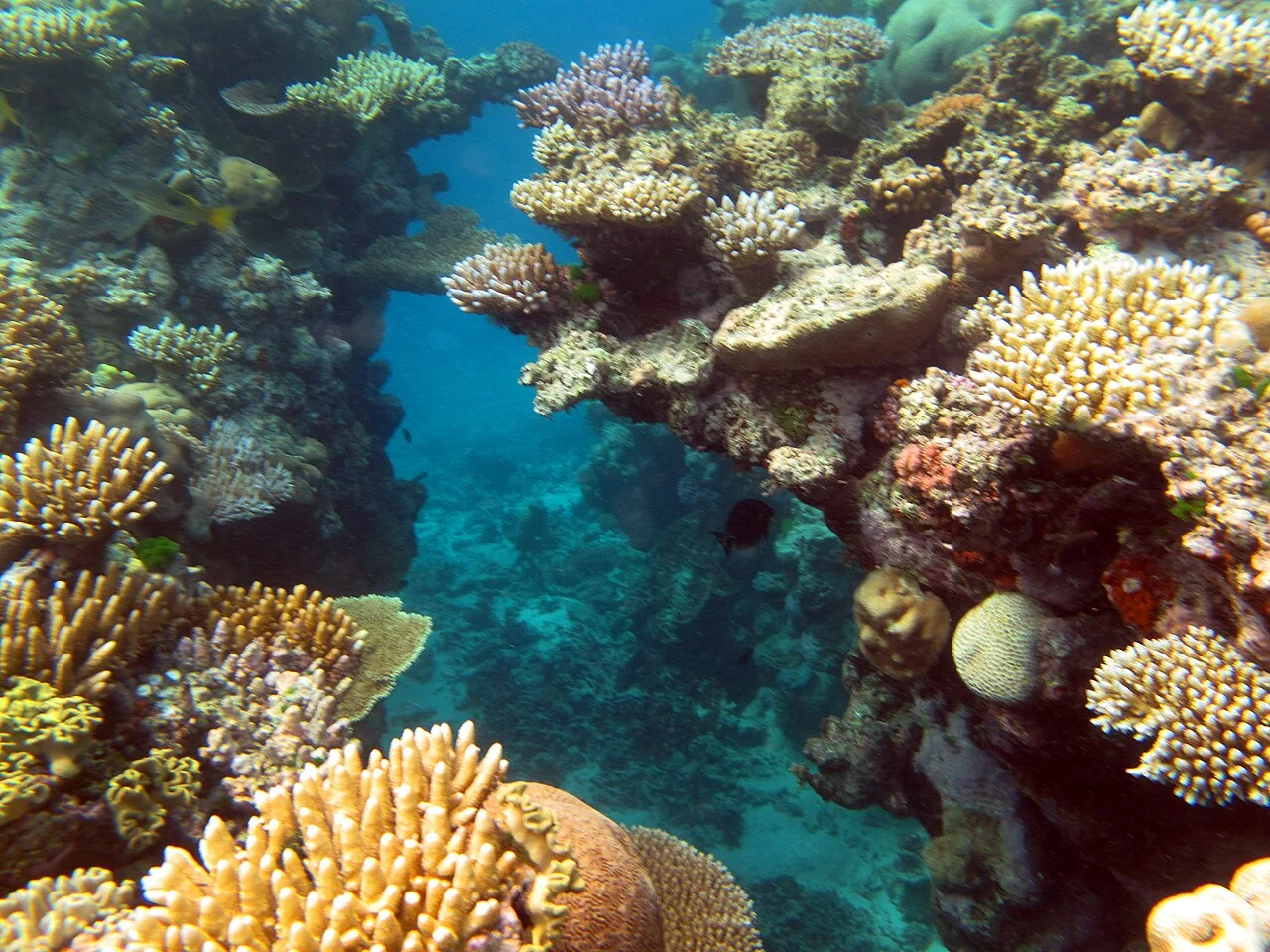 Great Barrier Reef coral reef underwater photo Australia